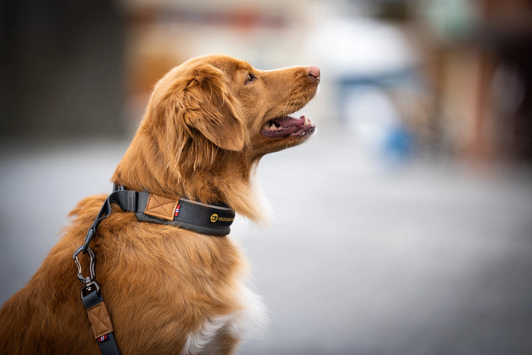 Seleverkstedet Unify Hundhalsband - Grå