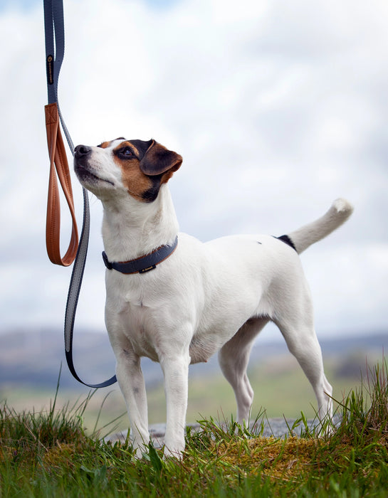 Seleverkstedet Secure Dog Hundhalsband - Grå