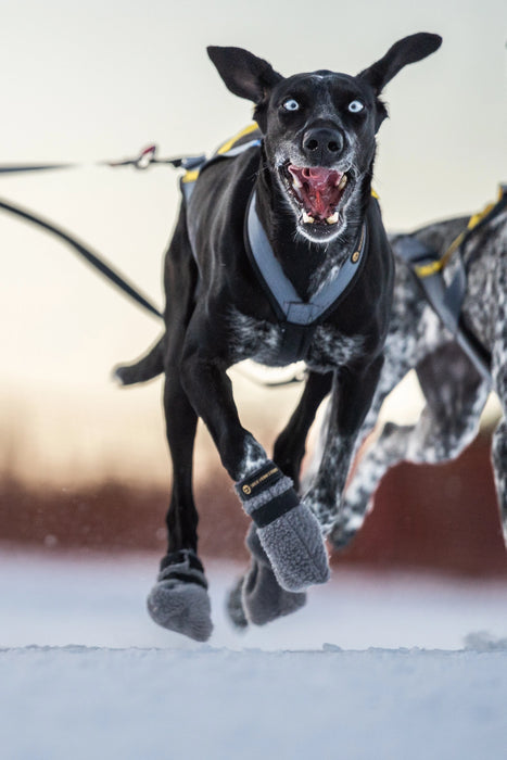 Seleverkstedet High Fleece Hundskor Grå- 4-pack