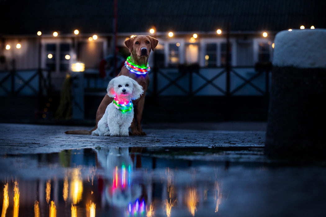 Dogman Blinkhalsband LED Blå