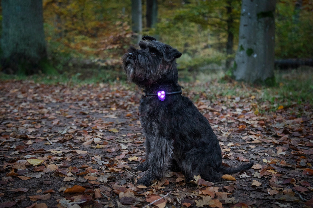 Dogman Blinklampa Basic LED Gul