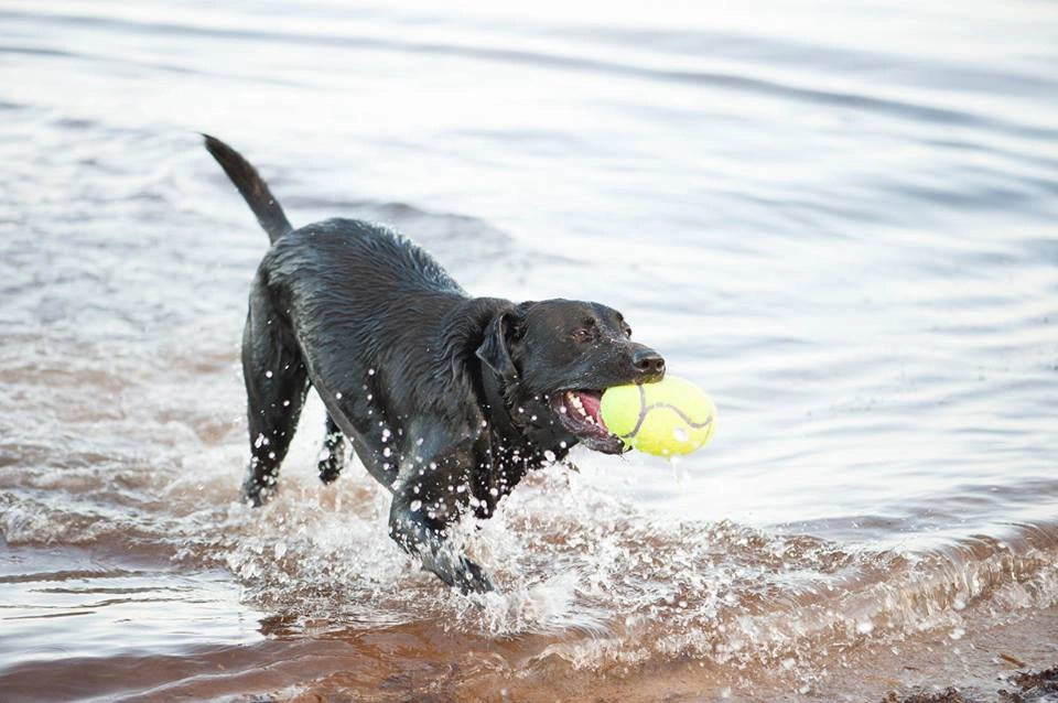 Kong AirDog Football Hundleksak