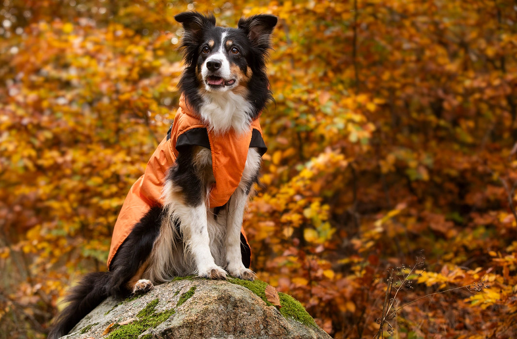 Dogman Vintertäcke Pom Orange