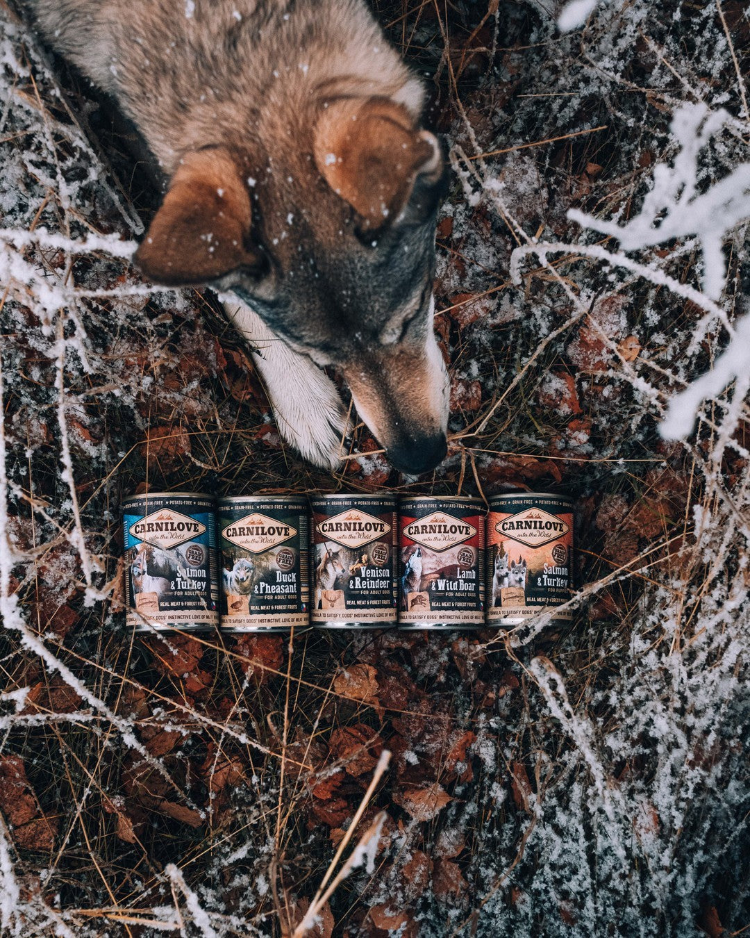 Hund sniffar på olika smaker av Carnilove våtfoder – upptäck vårt breda sortiment av Carnilove hundfoder.