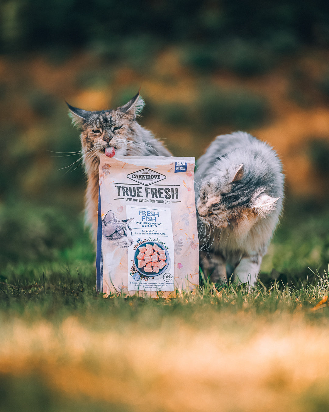 Två katter och Carnilove torrfoder - vårt bästsäljande kattfoder med näringsrika ingredienser.