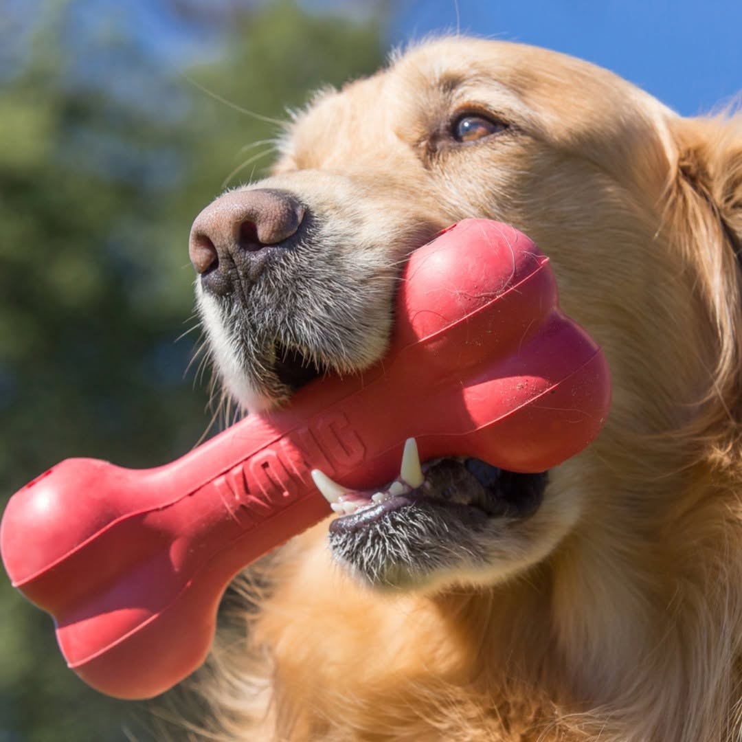 Hund leker med KONG-leksak – utforska vårt sortiment av hållbara leksaker från KONG.